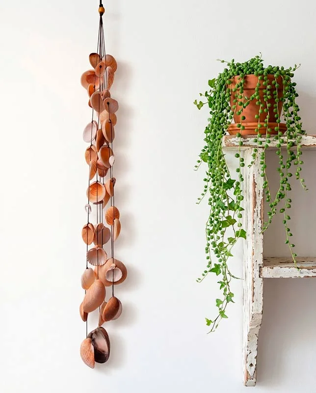 Conjunto de múltiples conchas para dar un toque veraniego a tu hogar.