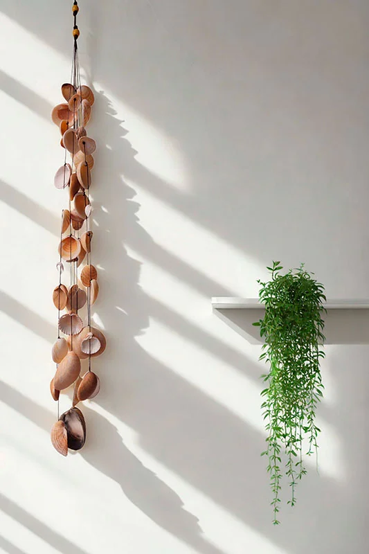 Conjunto de múltiples conchas para dar un toque veraniego a tu hogar.